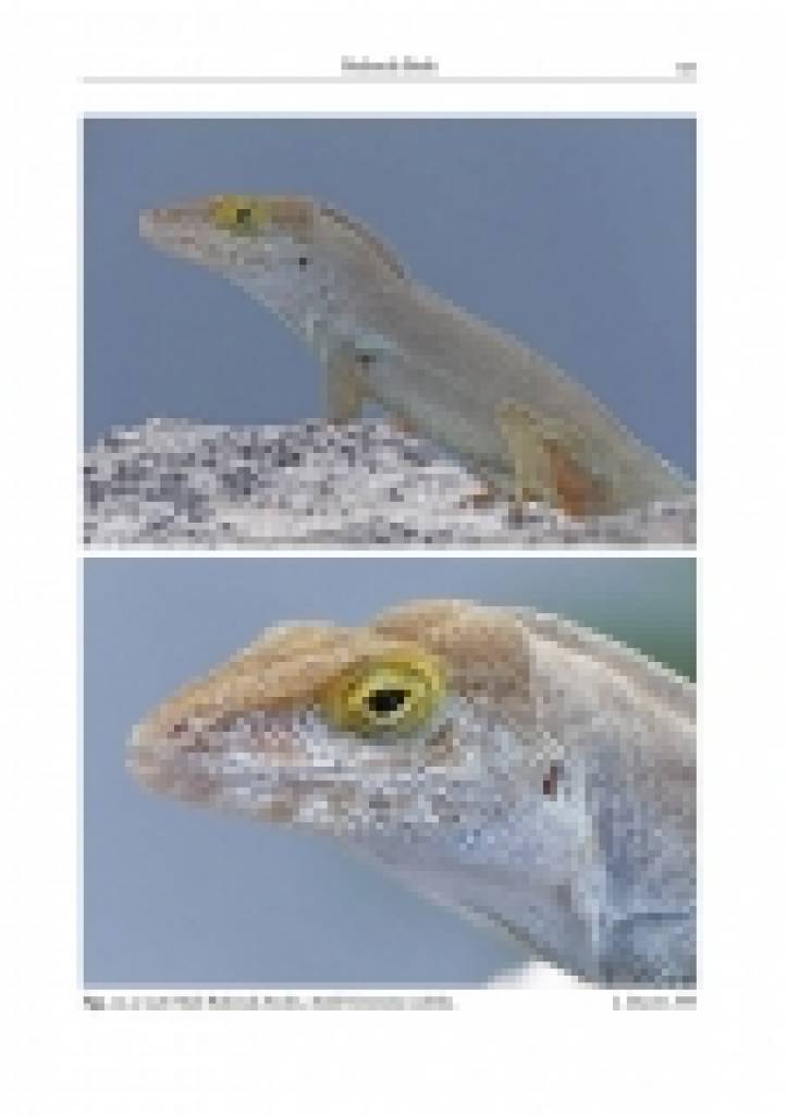 Reptiles of the Lesser Antilles